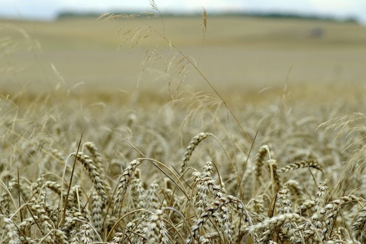 Wielowiekowa tradycja dożynek – świętowanie dawniej i dziś