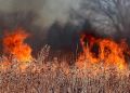 Wyższe kary za wypalanie traw. Nawet do 30 tysięcy złotych grzywny – prezydent podpisał ustawę 3 - Polskie Radio Rzeszów Pożar nieużytków w Dąbrowie Rzeczyckiej