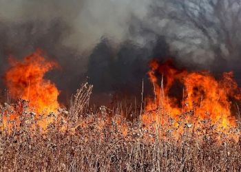 Pożar nieużytków w Dąbrowie Rzeczyckiej