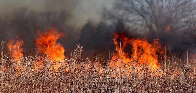 Pożar nieużytków w Dąbrowie Rzeczyckiej 1 - Polskie Radio Rzeszów Pożar nieużytków w Dąbrowie Rzeczyckiej
