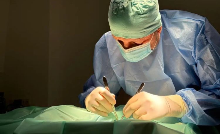 Choroby zębów u młodych kotów i pasożyty serca u psów. Sezonowość w weterynarii