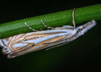 Entomolog: Mole spożywcze zjadają wszystko, od zboża po herbatę i bakalie