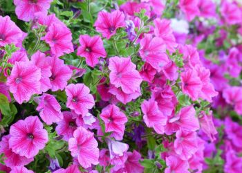 Supertunia – gatunek podobny do petunii, ale o mniejszych wymaganiach