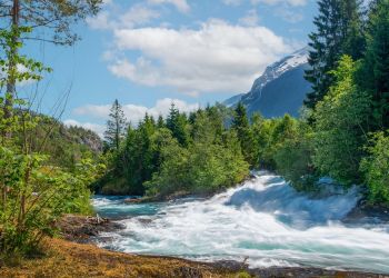 „Brązowa karta” uczy, jak załatwiać się na łonie natury – zdobyło ją już co najmniej 56 tys. Szwedów