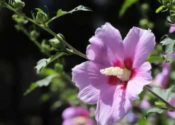 Czy hibiskus bagienny i syryjski to ta sama roślina?