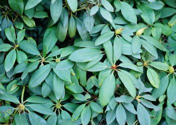 Zaglądamy kwiatkom w płatki. Runianka na ciemne miejsca w ogrodzie