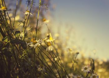 Wracają upały. W regionie miejscami termometry pokażą 32 st. C na plusie