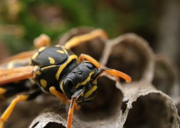 Tego lata na Podkarpaciu osy i szerszenie nie są tak uciążliwe jak rok temu