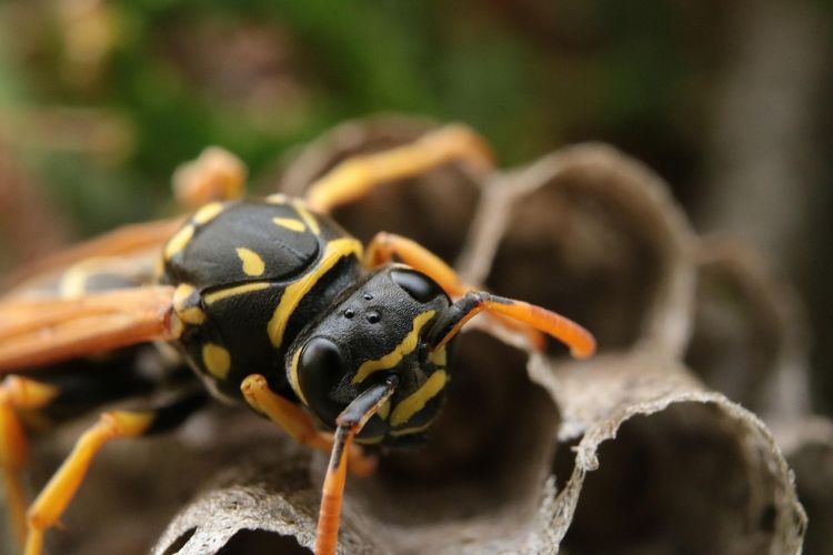 Tego lata na Podkarpaciu osy i szerszenie nie są tak uciążliwe jak rok temu