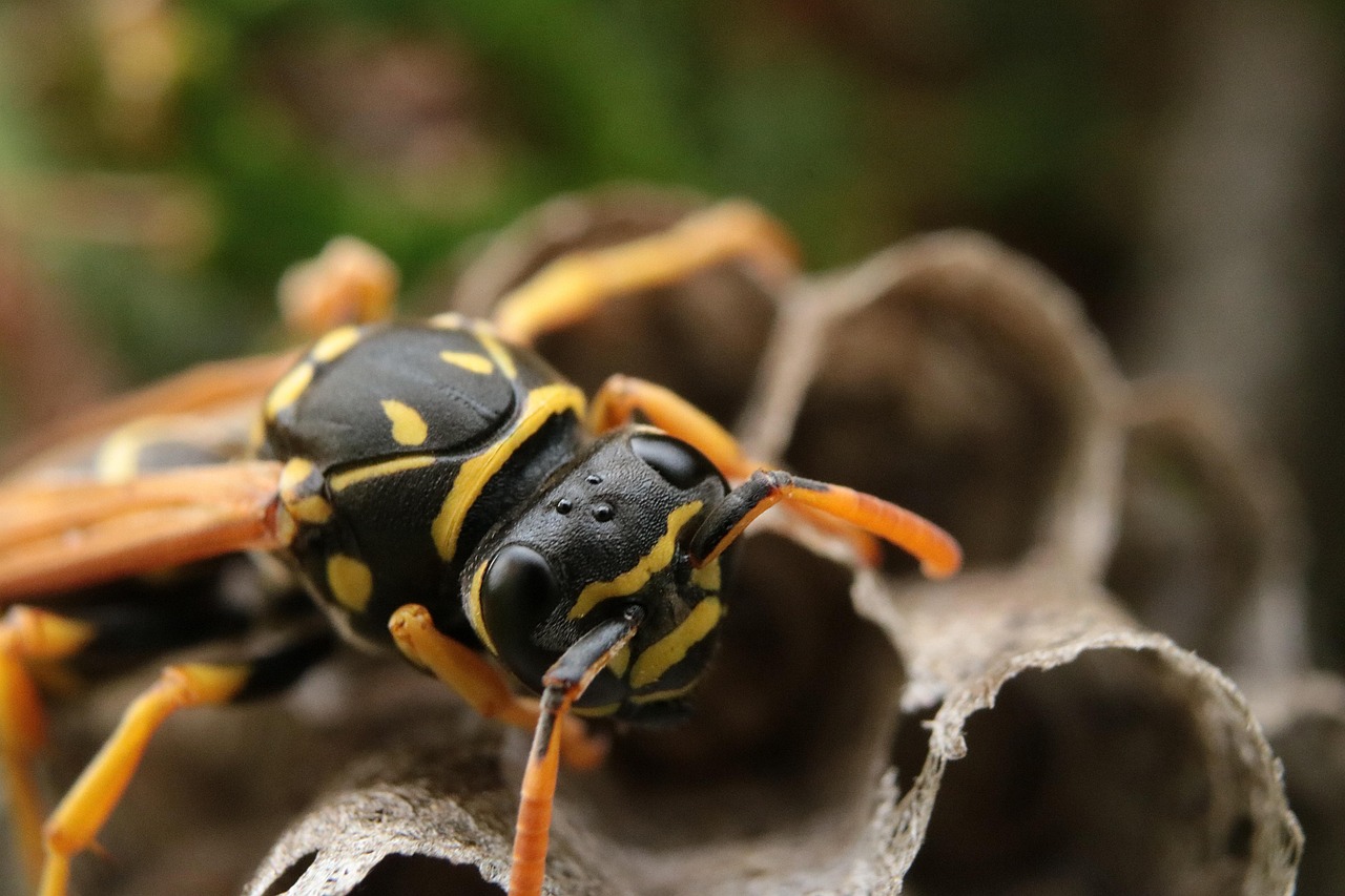 Tego lata na Podkarpaciu osy i szerszenie nie są tak uciążliwe jak rok temu