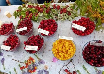 XIV Międzynarodowy Festiwal Derenia w Bolestraszycach [ZDJĘCIA]