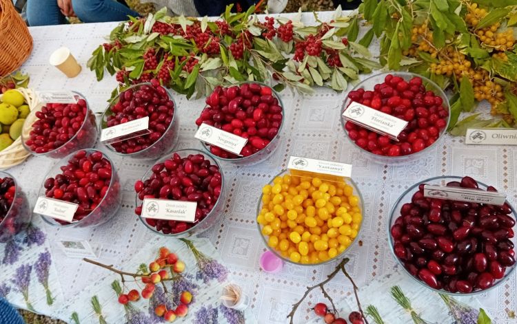 XIV Międzynarodowy Festiwal Derenia w Bolestraszycach [ZDJĘCIA]