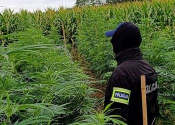 Plantacja konopi indyjskich ukryta w polu kukurydzy