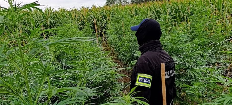 Plantacja konopi indyjskich ukryta w polu kukurydzy