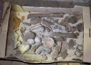 Amunicja i szczątki ludzkie odkryte na prywatnej posesji w Zapałowie