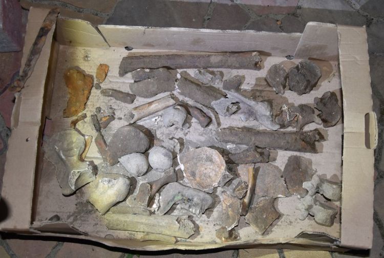 Amunicja i szczątki ludzkie odkryte na prywatnej posesji w Zapałowie 1 - Polskie Radio Rzeszów Amunicja i szczątki ludzkie odkryte na prywatnej posesji w Zapałowie