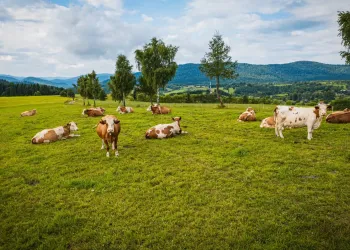 Branżowe centrum w Trzcianie będzie kształcić specjalistów z zakresu produkcji zwierzęcej