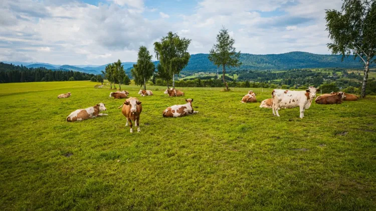 Branżowe centrum w Trzcianie będzie kształcić specjalistów z zakresu produkcji zwierzęcej