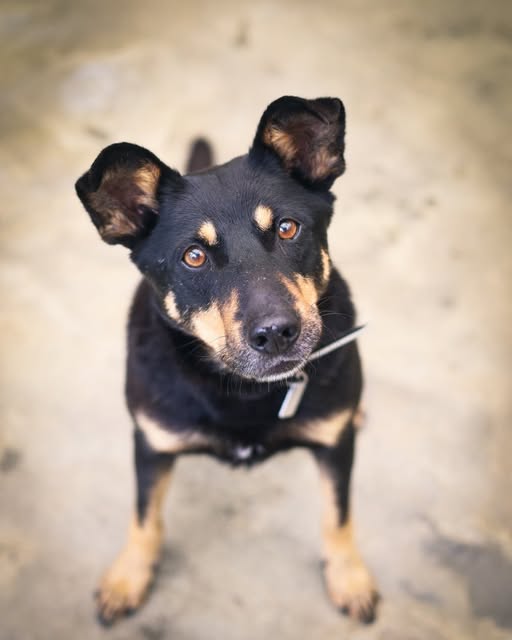 Spotkanie z dzikimi zwierzętami. Jak się zachować? - Polskie Radio Rzeszów