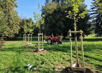 Rzeszów zazieleni się jeszcze bardziej. Ponad 8 tysięcy nowych roślin