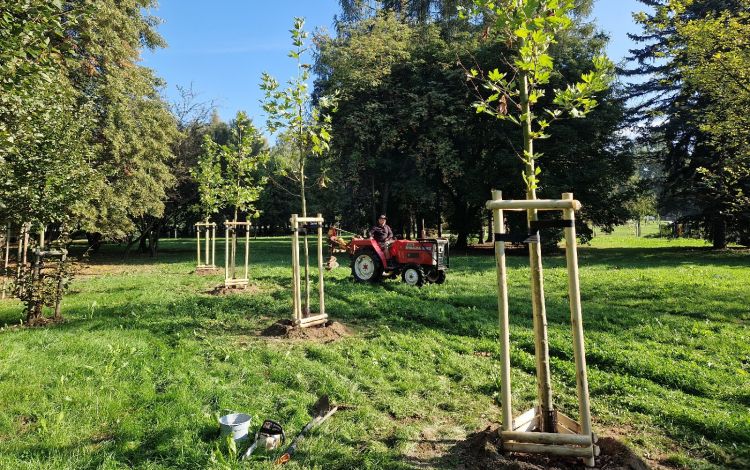 Rzeszów zazieleni się jeszcze bardziej. Ponad 8 tysięcy nowych roślin