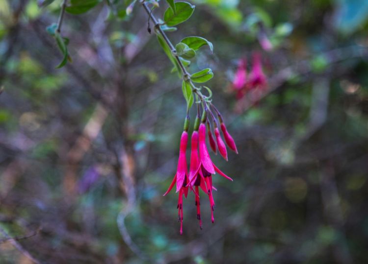 Fuksja magellańska - różowo-fioletowe dzwoneczki w ogrodzie 1 - Polskie Radio Rzeszów Fuksja magellańska – różowo-fioletowe dzwoneczki w ogrodzie