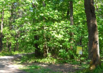 Gdzie nogi poniosą? Do rezerwatu przyrody „Bór”