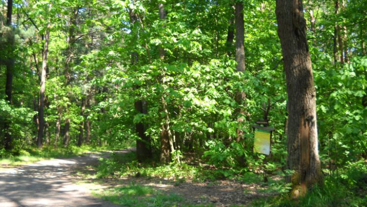 Gdzie nogi poniosą? Do rezerwatu przyrody „Bór”