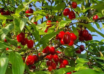 Dereń – prehistoryczny, leczniczy i kulinarny skarb na naszych stołach