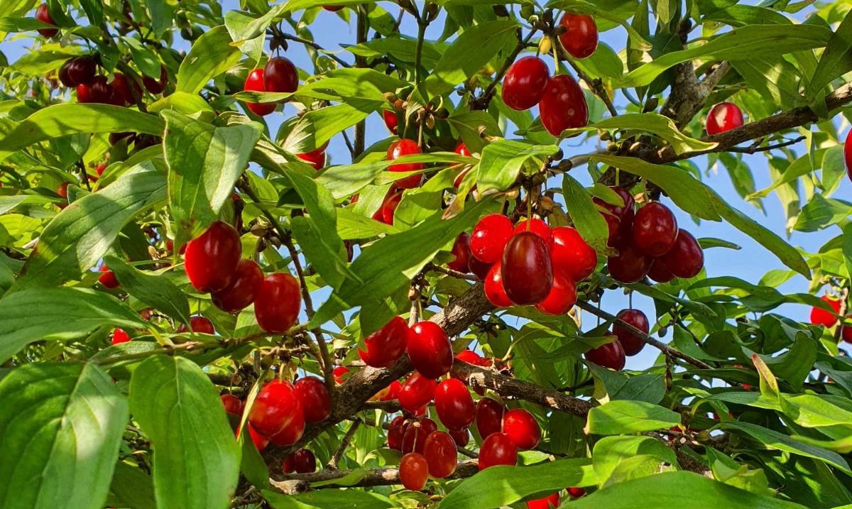 Dereń – prehistoryczny, leczniczy i kulinarny skarb na naszych stołach