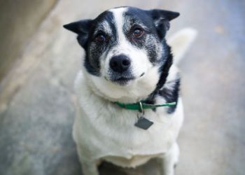 Psy w&nbsp;przestrzeni publicznej. Gdzie zabierać pupila i&nbsp;jak dbać o&nbsp;jego komfort?