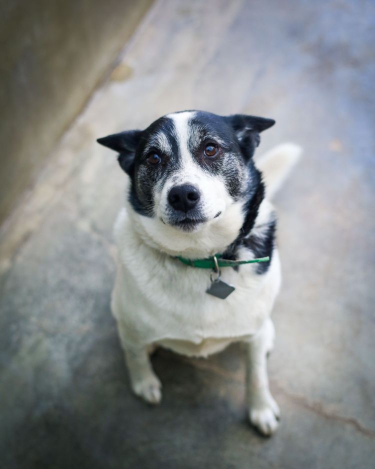 Sejm nie odrzucił prezydenckiego weta do ustawy łańcuchowej. Jakie podejście mają mieszkańcy Rzeszowa? 1 - Polskie Radio Rzeszów Psy w przestrzeni publicznej. Gdzie zabierać pupila i jak dbać o jego komfort?