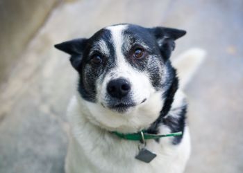 Psy w&nbsp;przestrzeni publicznej. Gdzie zabierać pupila i&nbsp;jak dbać o&nbsp;jego komfort?