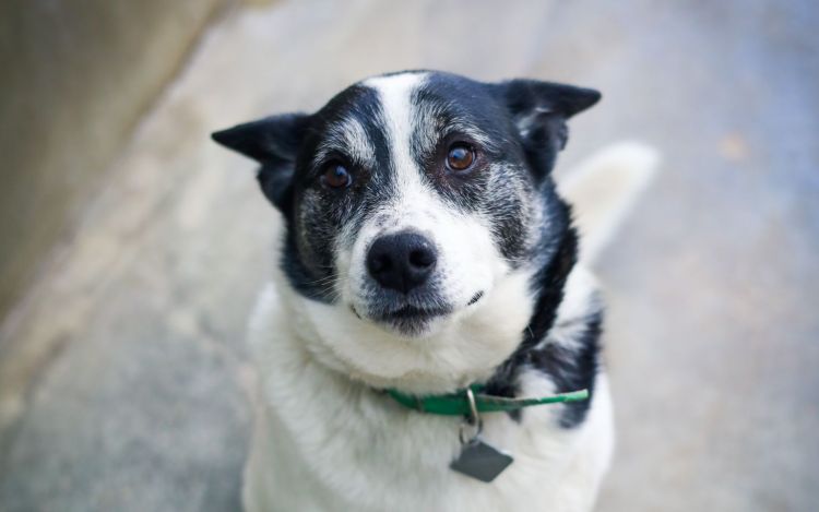 Sejm podtrzymał weto do ustawy łańcuchowej. Co sądzą o tym mieszkańcy Rzeszowa? 1 - Polskie Radio Rzeszów Psy w przestrzeni publicznej. Gdzie zabierać pupila i jak dbać o jego komfort?