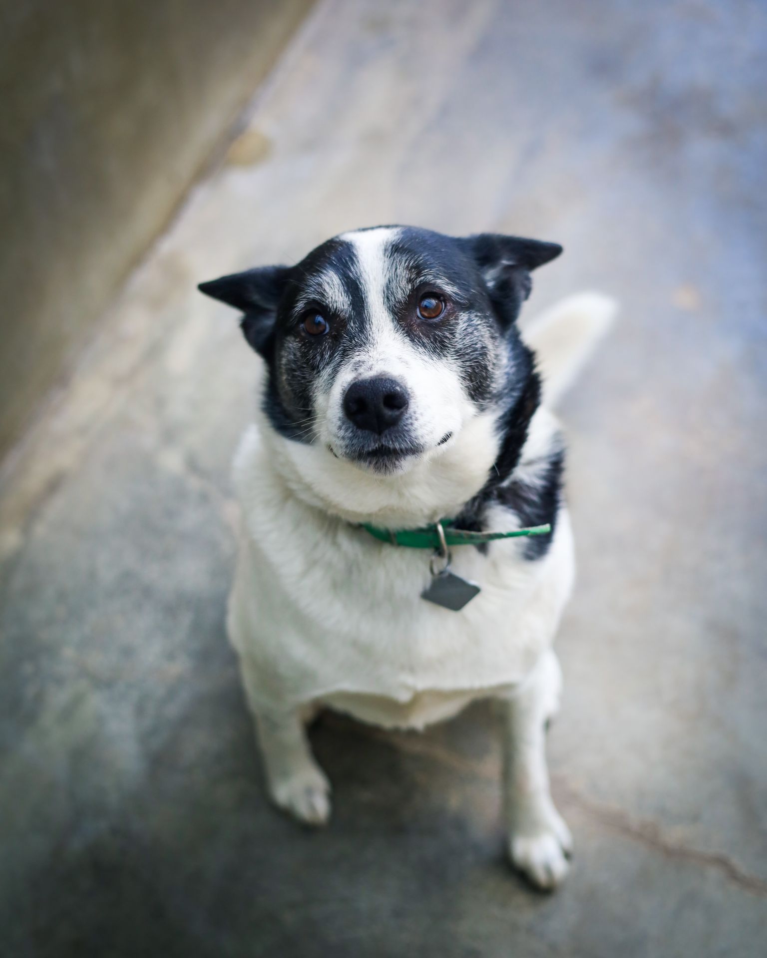 Psy w przestrzeni publicznej. Gdzie zabierać pupila i jak dbać o jego komfort? - Polskie Radio Rzeszów