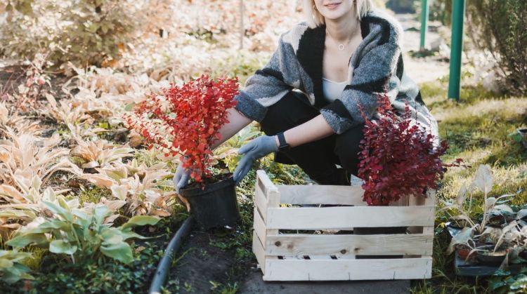 Jesienne planowanie ogrodu. Jak wybrać rośliny na przyszły rok?