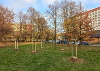 W Rzeszowie jesienne nasadzenia potrwają do końca listopada