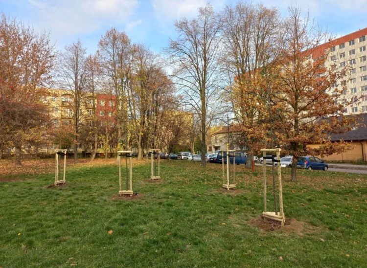 W Rzeszowie jesienne nasadzenia potrwają do końca listopada