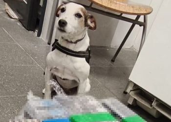 Służbowy pies Lucy wykrył przemyt 4 tys. papierosów i wyrobów tytoniowych