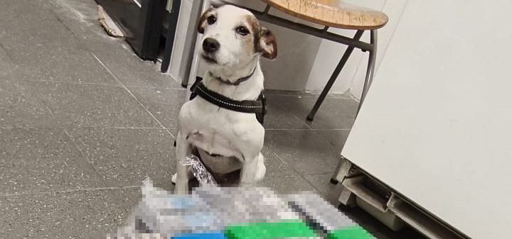 Służbowy pies Lucy wykrył przemyt 4 tys. papierosów i wyrobów tytoniowych