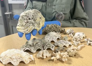 Podkarpacka KAS udaremniła przemyt chronionych gatunków