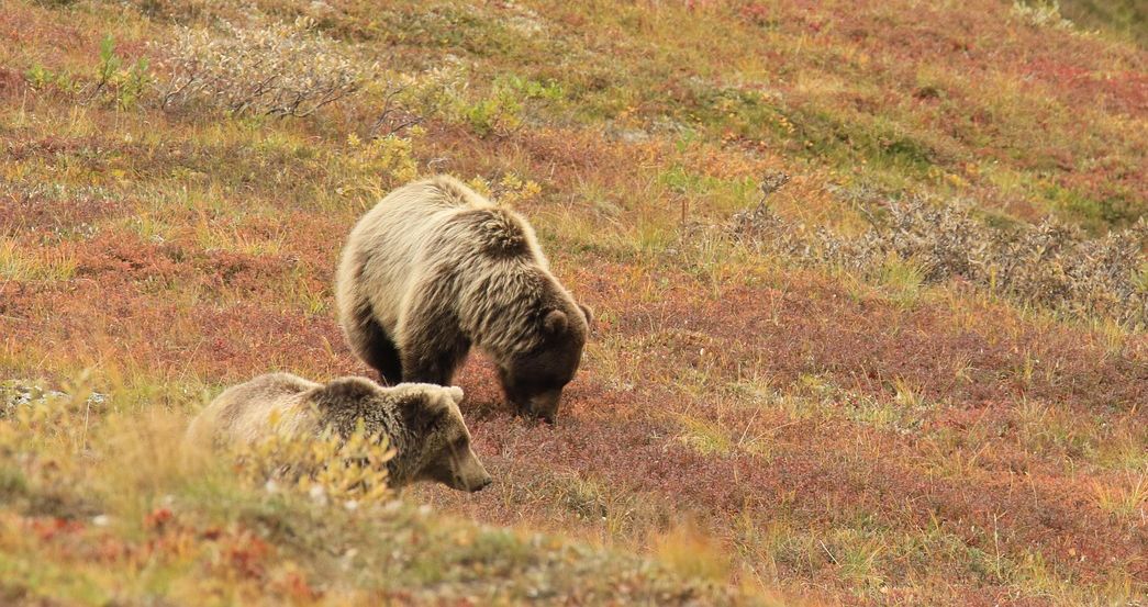 Bieszczadzkie niedźwiedzie: Rosnąca populacja i bezradność mieszkańców