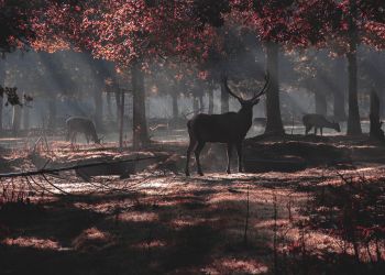 Serce nie sługa, bo jesień już puka