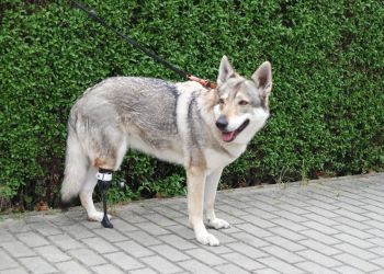 Rzeszowska firma tworzy protezy dla zwierząt z całej Polski [ZDJĘCIA]