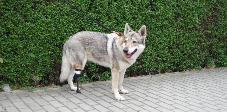 Rzeszowska firma tworzy protezy dla zwierząt z całej Polski [ZDJĘCIA]