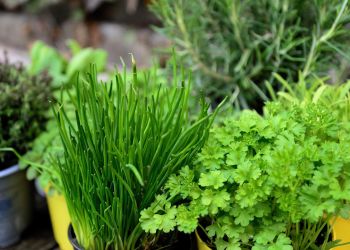 MRiRW: II Ogólnopolski Konkurs dla KGW „Zioła dla zdrowia”: województwo podkarpackie na 9. miejscu