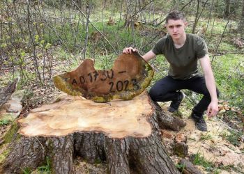 337-letnia jodła wycięta w Bieszczadach. Aktywiści mówią o stracie, leśnicy tłumaczą decyzję