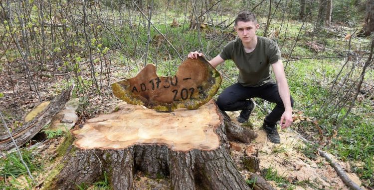 337-letnia jodła wycięta w Bieszczadach. Aktywiści mówią o stracie, leśnicy tłumaczą decyzję