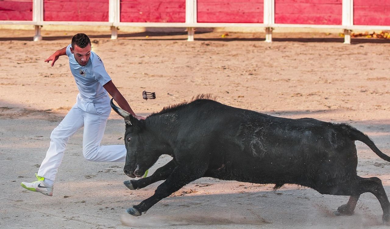 Festiwal "Sanfermines" podsyca protesty przeciwko wykorzystywaniu zwierząt 7 - Polskie Radio Rzeszów Festiwal „Sanfermines” podsyca protesty przeciwko wykorzystywaniu zwierząt