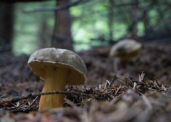 Grzybiarze trafili na części przypominające dron. Kolejne znaleziska w pow. siedleckim, białobrzeskim i zamojskim